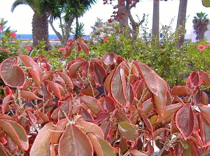 Διαμέρισμα Atalaya Vista Mar Πουέρτο Ντελ Κάρμεν