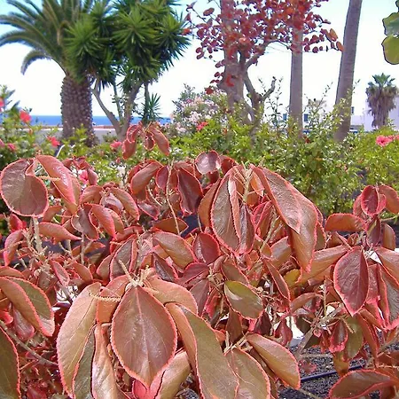 דירה Atalaya Vista Mar פוארטו דל כרמן